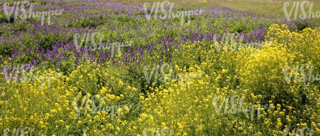 meadow with yellow and purple flowers