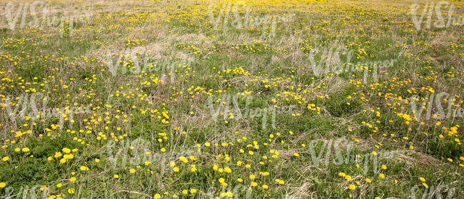 field of dandelions and hay