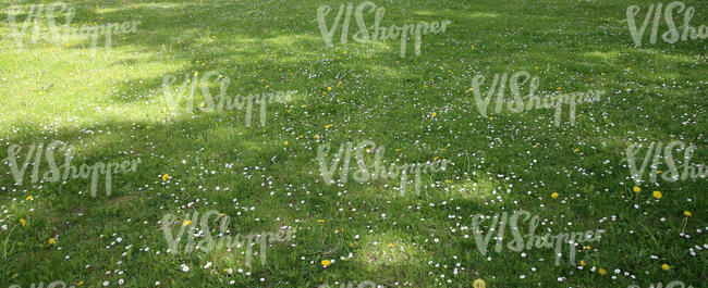 short grass ground with large tree shadows 