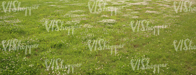 grass field with clover