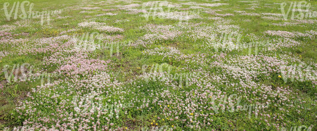 clover field