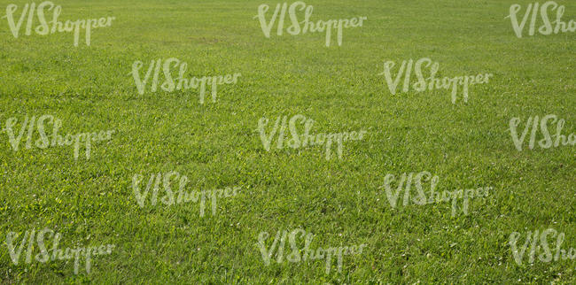 garden lawn texture