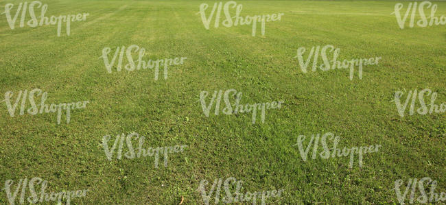 mown lawn