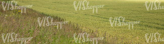 crop field with tall grass in the foreground