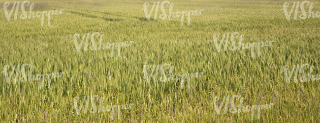 crop field