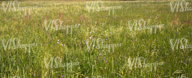 field of tall grass