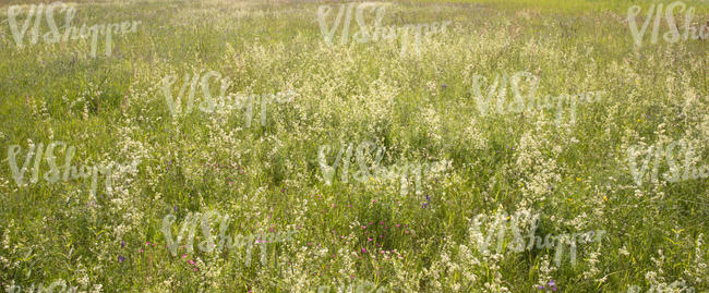 tall grass meadow