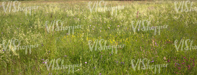 meadow of grasses and flowers