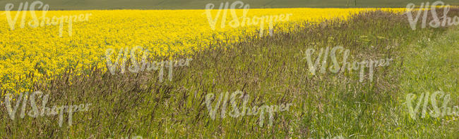tall grass and rapeseed field