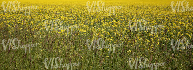 rapeseed field