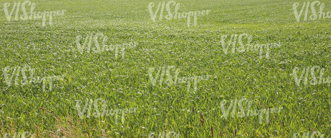 green crop field