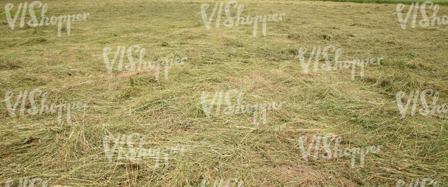 hay field