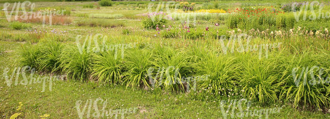 landscape with different flowers and plants