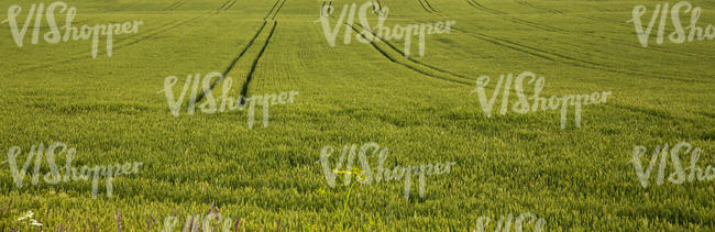 crop field with machine tracks