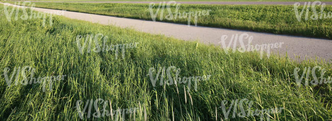 country road and tall grass in the foreground