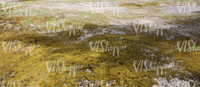 mossy stony ground
