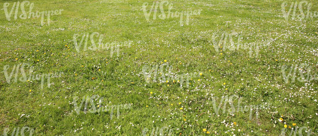 short grass ground