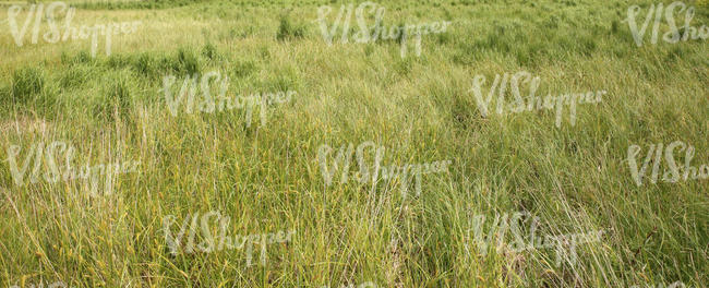 tall grass meadow