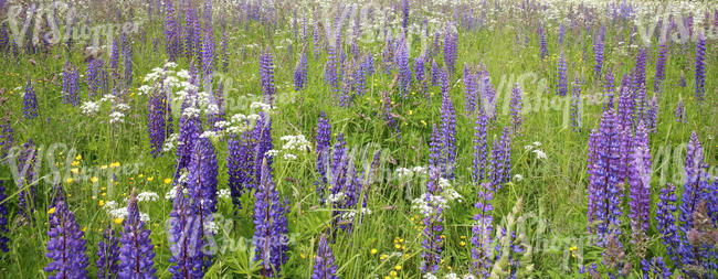 lupin meadow