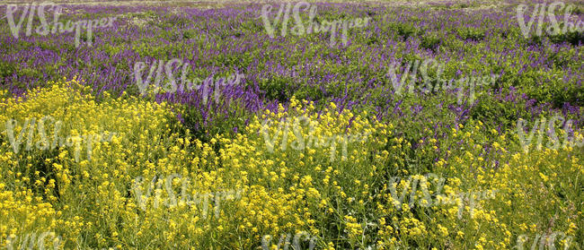 colorful meadow 