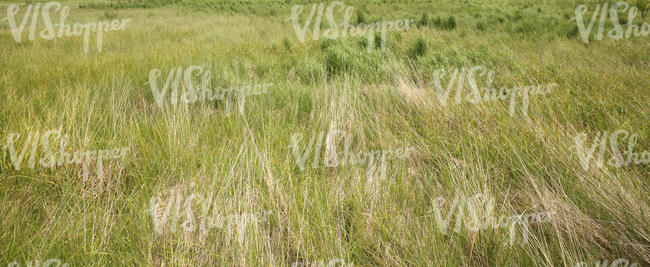 tall grass ground