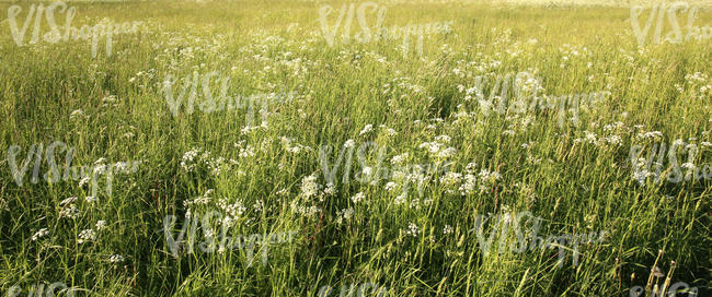 tall grass and yarrow field
