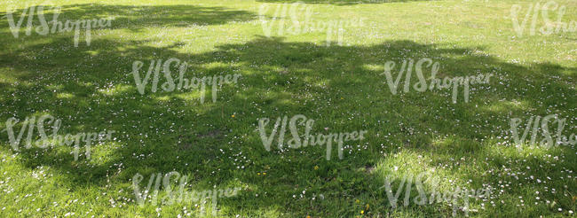 short grass ground with tree shadows