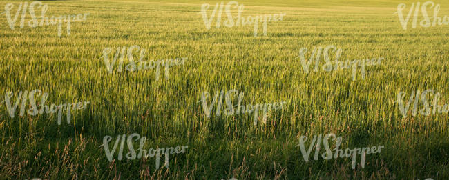 corn field in evening light