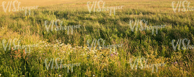 meadow in evening light