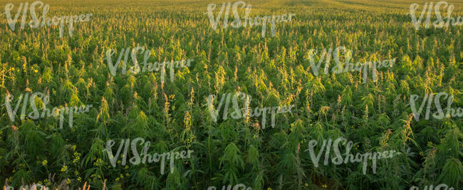 industrial hemp field in evening sun