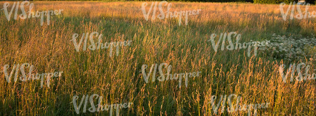hay field in evening sun