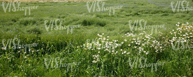 rapeseed field with blooming flowers