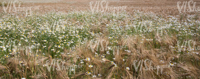 barley field with blooming daisies