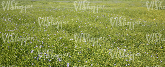 rapeseed field with blue flowers