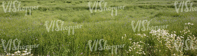 rapeseed field with flowers