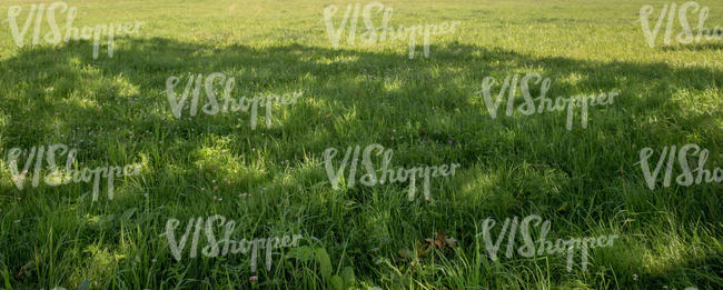 grass field with white clover