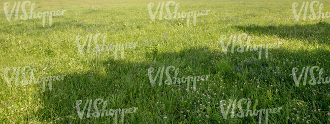 grass field with shadows and white clover