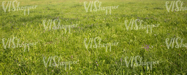 grass field with blooming clover and other flowers
