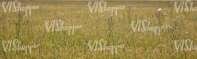 wheat field with flowers