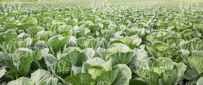 cabbage field