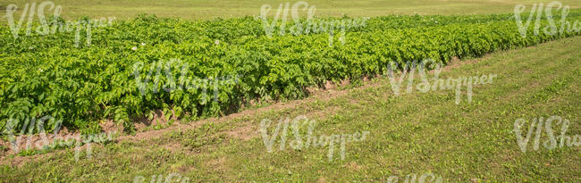 agricultural land with blooming potatoes