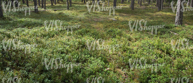 forest ground in summer