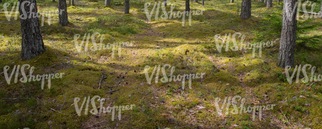 mossy forest ground