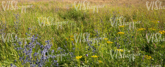 meadow with many different plants and flowers