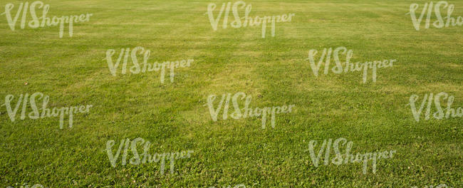 green lawn texture