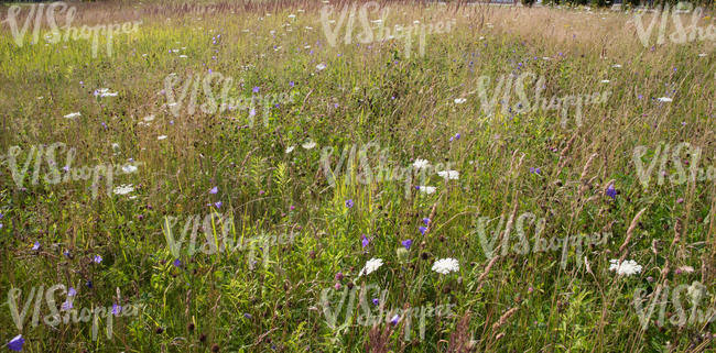 colorful meadow