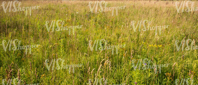 meadow with different plants and flowers