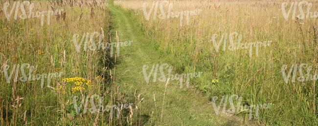 meadow with a mowed path