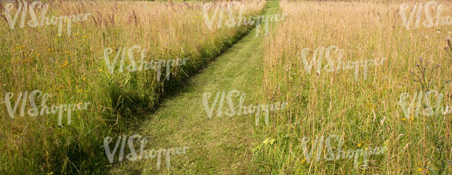 hayfield with a mowed path