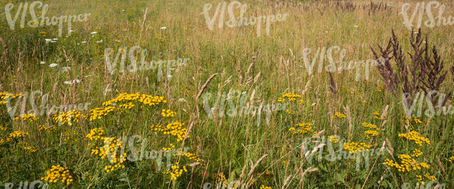 hayfield with blooming flowers